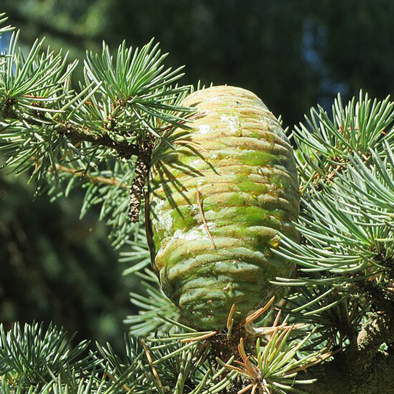 Cedarwood Essential oil